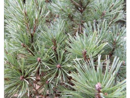 36762 1 borovice lesni glauca