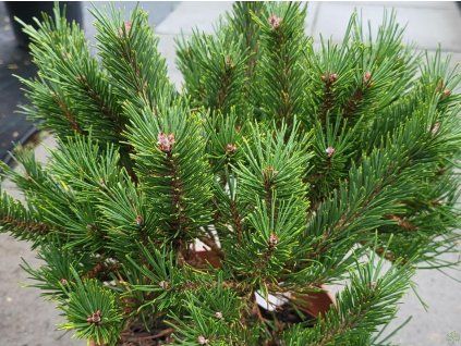 Pinus sylvestris 'Watereri' (2) kopie
