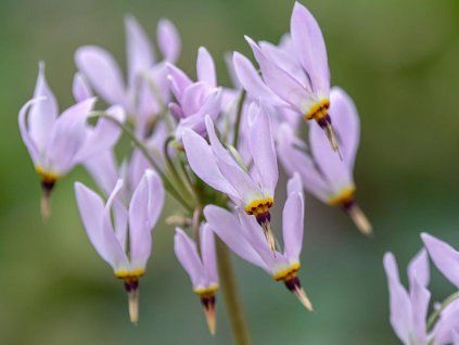 shooting star plant care and growing guide 4683929 hero 8fa64bf35c024a848aad00e025e5d8ce