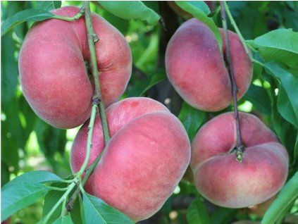 Broskvoň 'Sweet Cap'  Prunus persica 'Sweet Cap'