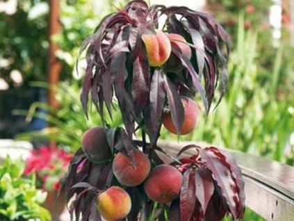 Broskvoň 'Honey Red'  Prunus persica 'Honey Red'