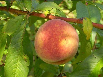 Broskvoň 'Krasava'  Prunus persica 'Krasava'