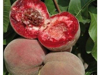 Broskvoň 'Sanguine de Savoie'  Prunus persica 'Sanguine de Savoie'