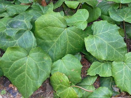 Břečťan kavkazský 'Dentata'  Hedera colchica 'Dentata'