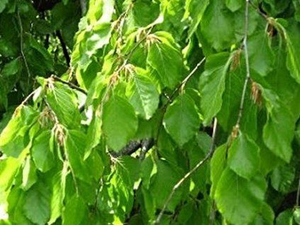 fagus sylvatica pendula