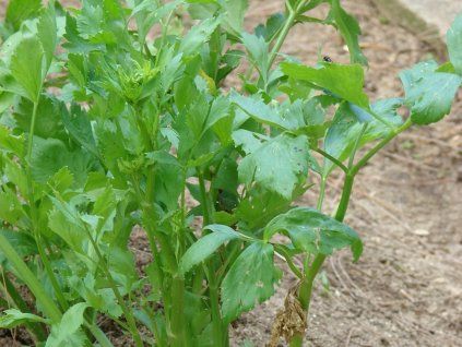 Celer řapíkatý/listový  Apium graveolens