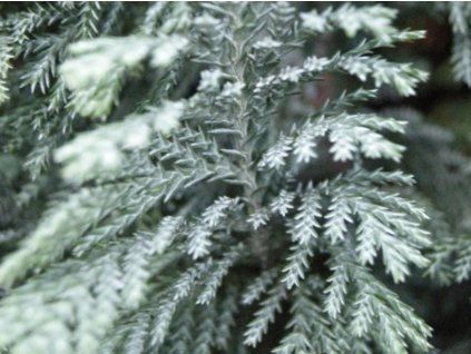Cypřišek Lawsonův 'Ellwoodii'  Chamaecyparis lawsoniana 'Ellwoodii'