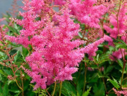 Čechrava Arendsova 'Anita Pfaifer' - Astilbe x arendsii 'Anita Pfaifer'  Astilbe x arendsii 'Anita Pfaifer'