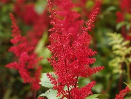 Čechrava Arendsova 'Etna' - Astilbe x arendsii 'Etna'  Astilbe x arendsii 'Etna'