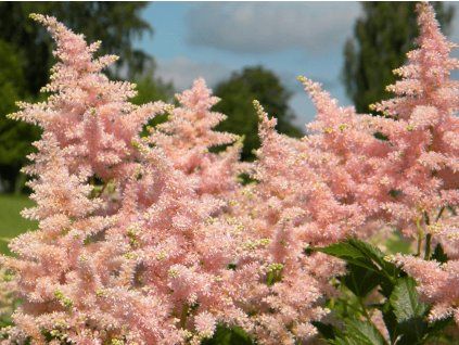plants photos 2021 NBD astilbe peach blossom f8feaba7ae36d072da6a8142a3e4d4d3