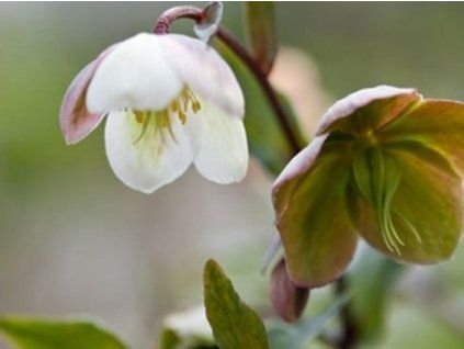 winterbell