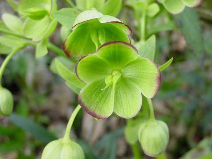 Čemeřice smrdutá - Helleborus foetidus  Helleborus foetidus