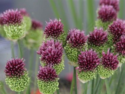 Česnek kulatohlavý - Allium sphaerocephalon  Allium sphaerocephalon