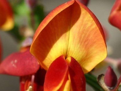 Čilimník 'Lena'  Cytisus scoparius 'Lena'