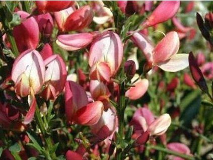 Čilimník časný 'Hollandia'  Cytisus praecox 'Hollandia'