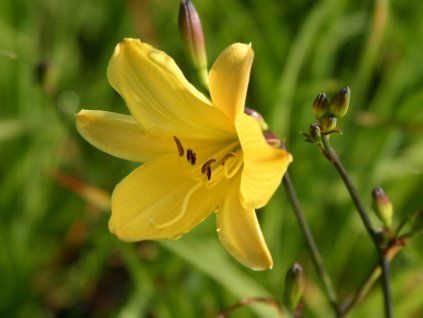Denivka 'Corky' - Hemerocallis 'Corky'  Hemerocallis 'Corky'