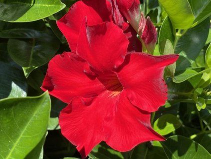 Diplandénie 'Rio Deep Red' - Mandevilla 'Rio Deep Red'  Mandevilla 'Rio Deep Red'