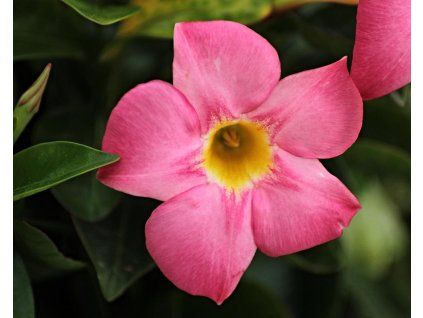 38607 1 diplandenie rio hot pink mandevilla rio hot pink