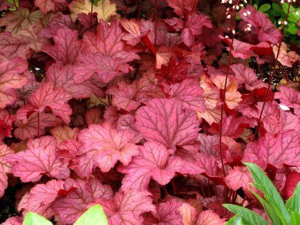 Dlužicha 'Berry Smoothie' (EU29052) - Heuchera 'Berry Smoothie' (EU29052)  Heuchera 'Berry Smoothie'(EU29052)