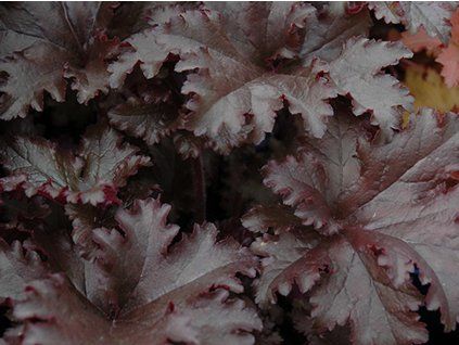 Dlužicha 'Black Taffeta' - Heuchera 'Black Taffeta'  Heuchera 'Black Taffeta'