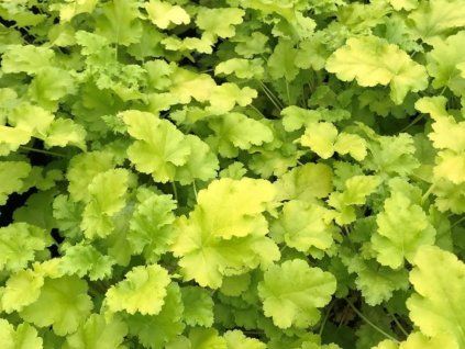 Dlužicha 'Lime Rickey' (EU17451) - Heuchera 'Lime Rickey'  Heuchera 'Lime Rickey'