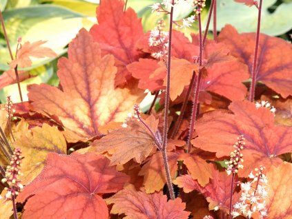 Dlužicha 'Sweet Tea' (EU29291) - Heuchera 'Sweet Tea' (EU29291)  Heuchera 'Sweet Tea' (EU29291)