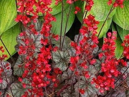 coral forest