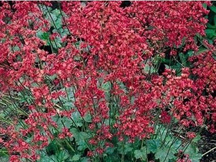 ruby bells