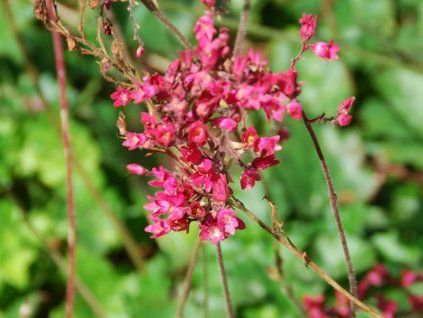 Dlužicha průhonická - Heuchera pruhoniciana  Heuchera pruhoniciana