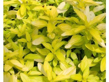 38880 1 dobromysl obecna aureum gold