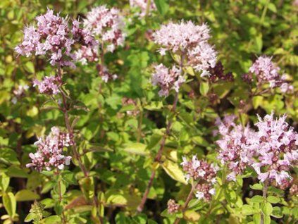 Oregáno, dobromysl obecná 'Aureum' - Origanum vulgare 'Aureum'  Origanum vulgare 'Aureum'