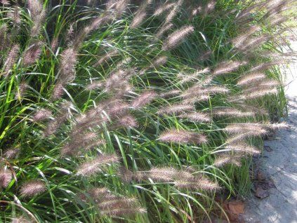 Dochan psárkovitý - Pennisetum alopecuroides  Pennisetum alopecuroides