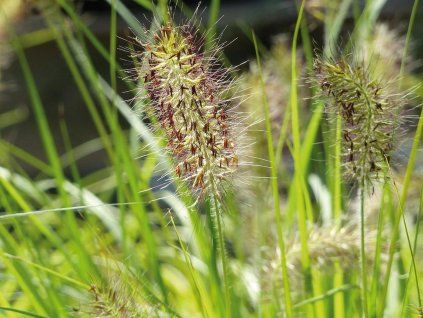 Dochan psárkovitý 'Hameln Gold' - Pennisetum alopecuroides 'Hameln Gold'  Pennisetum alopecuroides 'Hameln Gold'