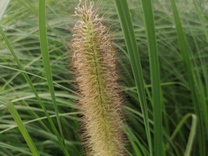 Dochan psárkovitý 'Lady U' - Pennisetum alopecuroides 'Lady U'  Pennisetum alopecuroides 'Lady U'