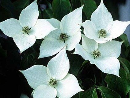 schmettering