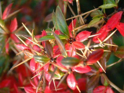 red jewel