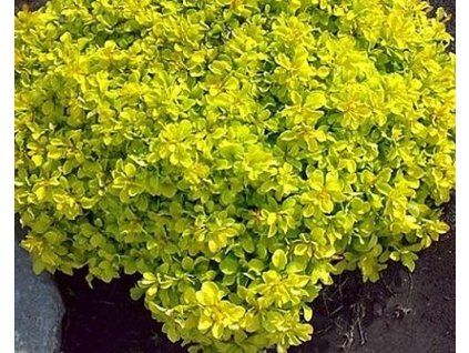 D�i���l Thunberg�v �Tiny Gold� (Balen� kontejner C2, Tvar ke�)