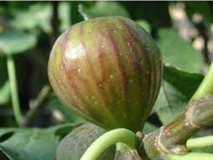 Fíkovník smokvoň 'Bornholm'  Ficus carica 'Bornholm'