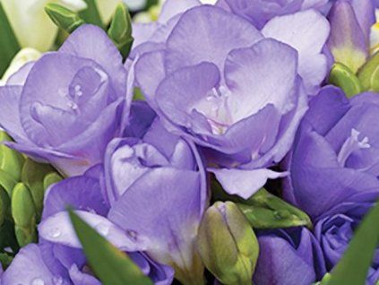 fr�zie blue