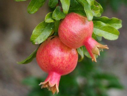 Granátové jablko  Punica granatum