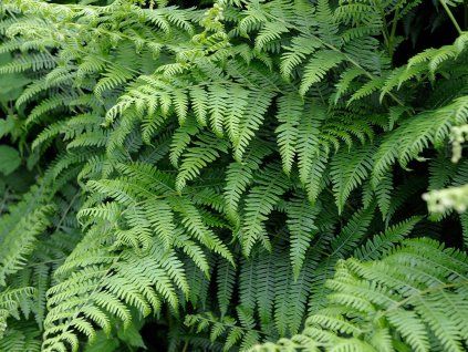Hasivka orličí - Pteridium aquilinum  Pteridium aquilinum