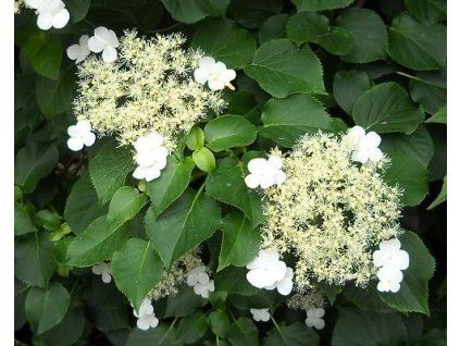 Hortenzie pnouc� �Cordifolia� (Balen� kontejner C2)