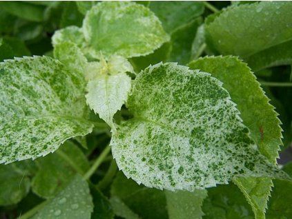 Hortenzie pnoucí 'Take a Chance'  Hydrangea anomala 'Take a Chance®'