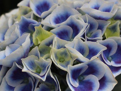 tivoli blue