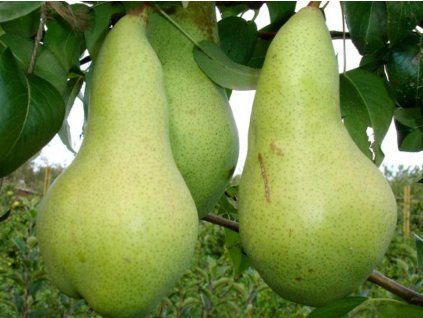 Hrušeň 'Abate Fettel'  Pyrus communis 'Abate Fettel'