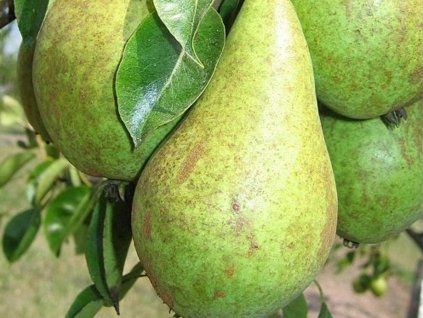 Hrušeň 'Beta'  Pyrus communis 'Beta'