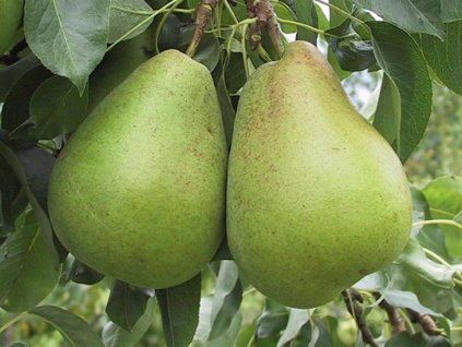 Hrušeň 'Blanka'  Pyrus communis 'Blanka'