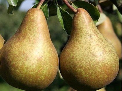 Hrušeň 'Boscova lahvice'  Pyrus communis 'Boscova lahvice'