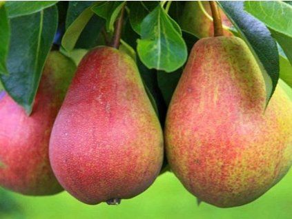 Hrušeň 'Fruhe aus Trévoux'  Pyrus communis 'Fruhe aus Trévoux'