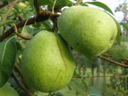 Hrušeň 'Lucasova'  Pyrus communis 'Lucasova'